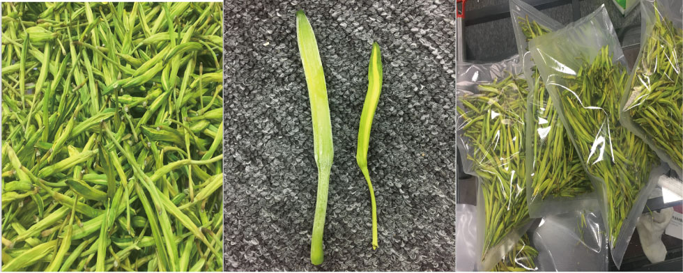 微波真空低溫干燥的黃花菜