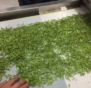 微波茶葉殺青機