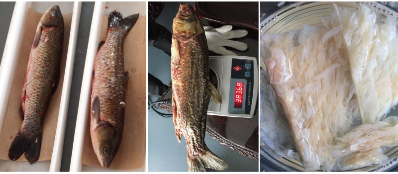 微波真空干燥的 青魚干