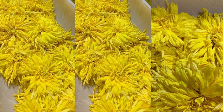 微波真空低溫干燥的 金絲皇菊