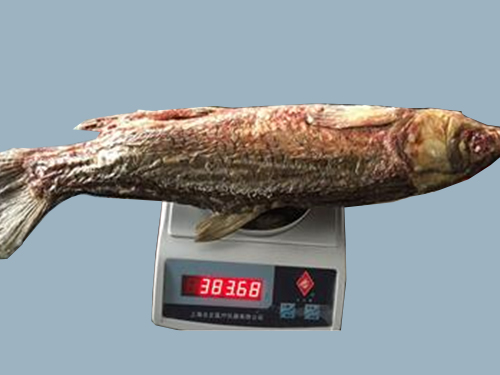 微波真空低溫干燥的 青魚干
